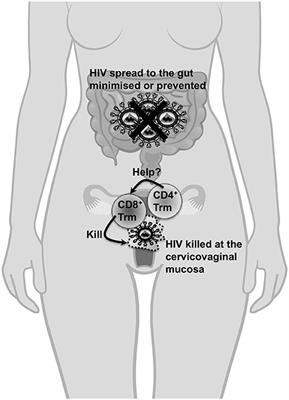 Emerging Targets for Developing T Cell-Mediated Vaccines for Human Immunodeficiency Virus (HIV)-1